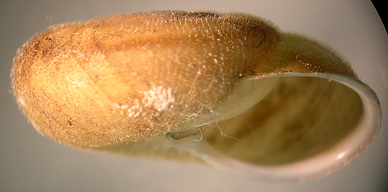 Chilostoma ( Campylea) lefeburianum (Frussac, 1822) (GO)